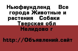 Ньюфаундленд  - Все города Животные и растения » Собаки   . Тверская обл.,Нелидово г.